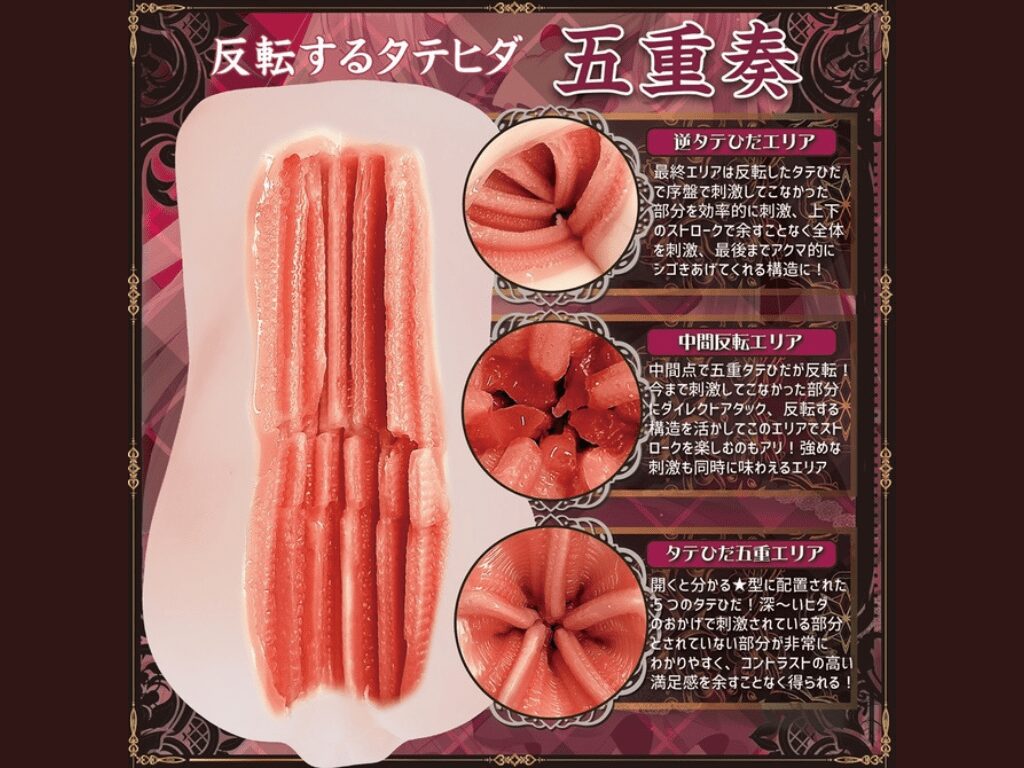 惡魔大人的反轉直皺褶五重奏的內部結構