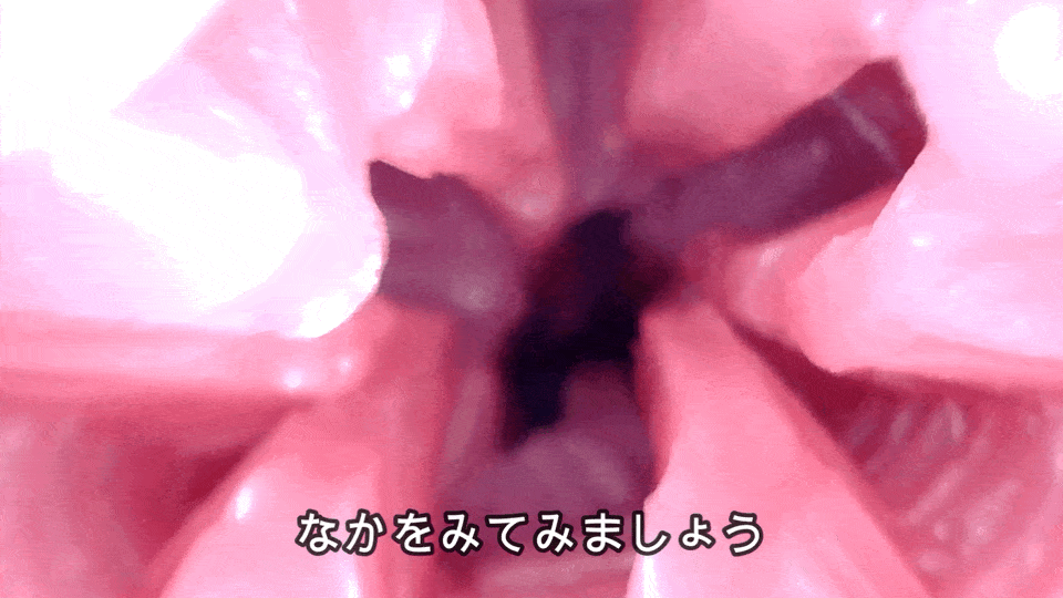 覗き込む サキュ手裏剣VV