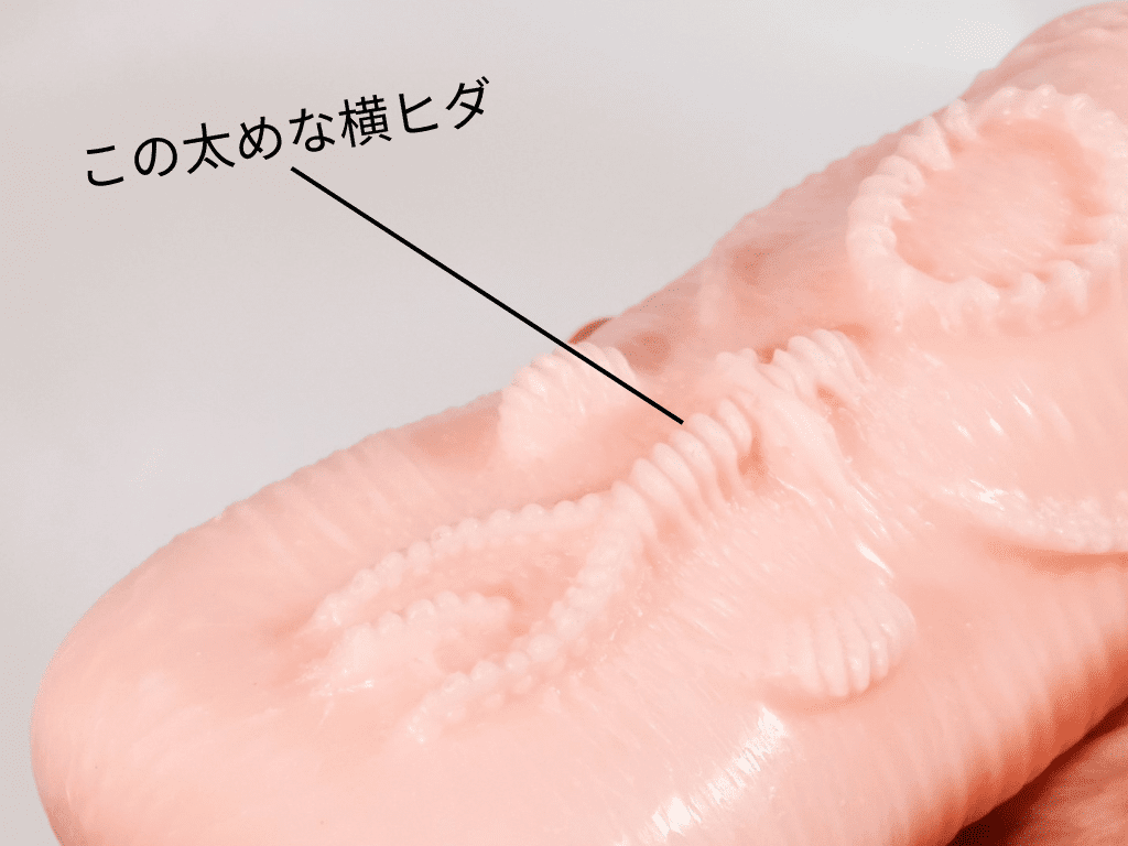 濃厚旋繞肉壁的粗厚橫向皺褶