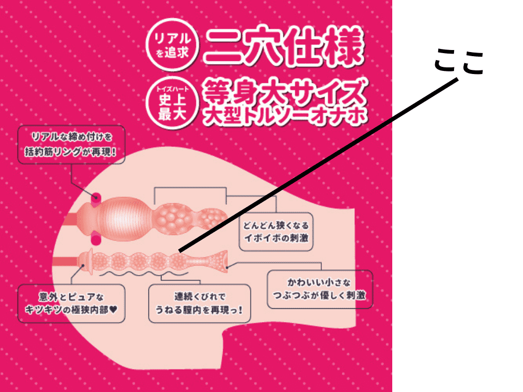 您喜歡有著淫蕩又H的大屁股的姊姊嗎?的小穴內部結構